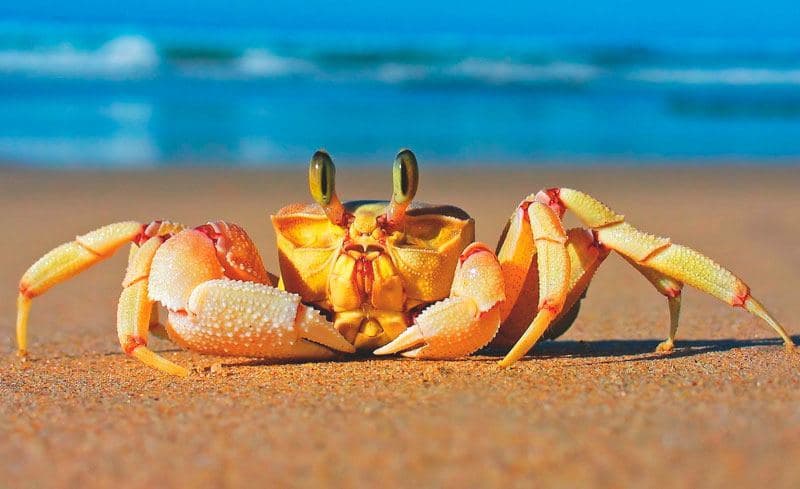 Sol y Mercurio en Cáncer: Exceso Emocional