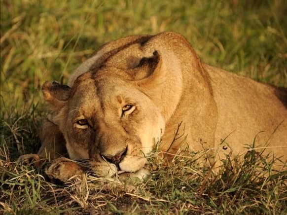 Luna Llena en Leo 2021