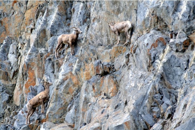 Cabras montañeando_A