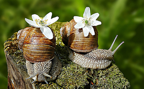 Pareja de Caracoles