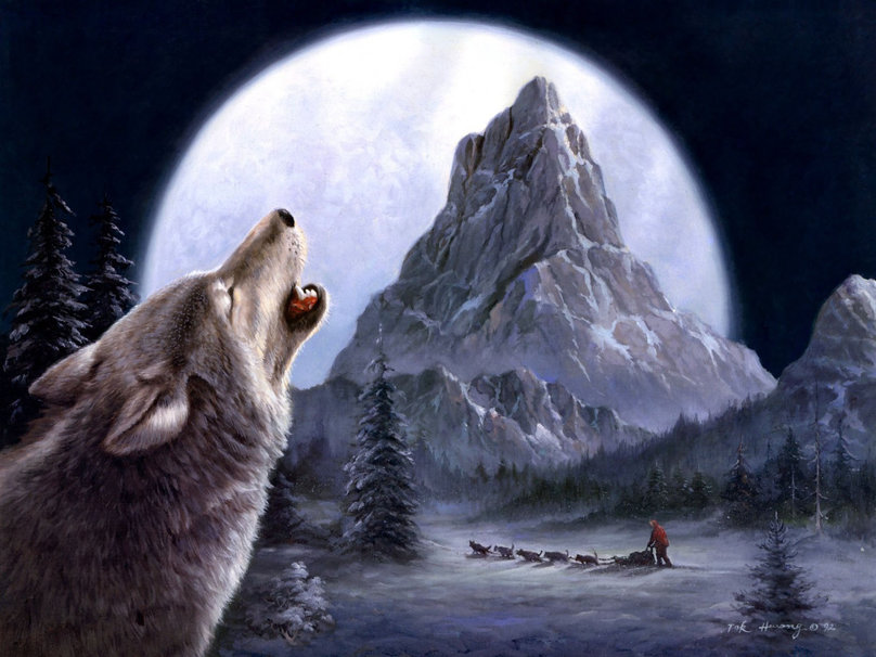 141431__wolf-howling-in-the-dark-night_p