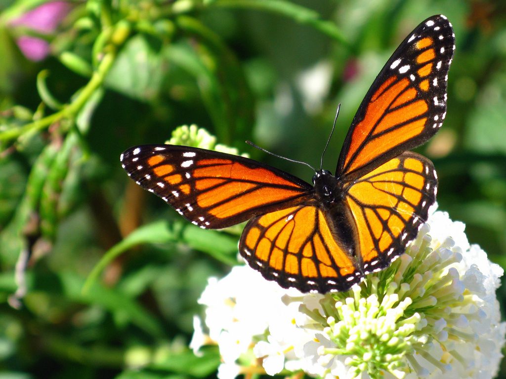 Mariposa Monarca