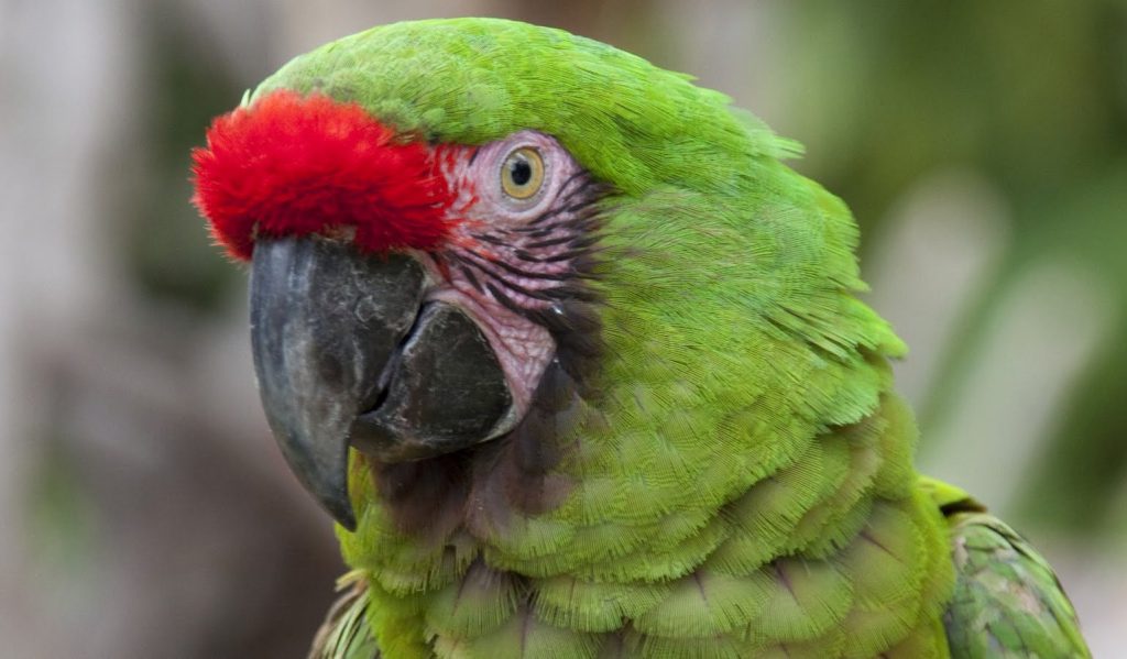 Papagayo Verde