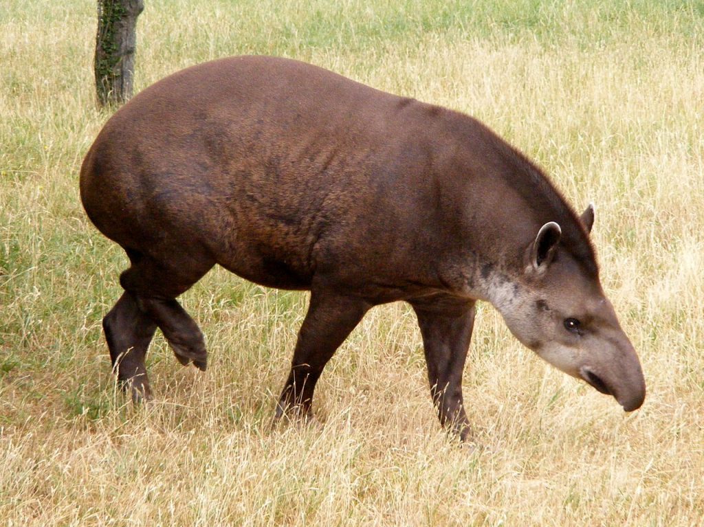 Tapir Americano