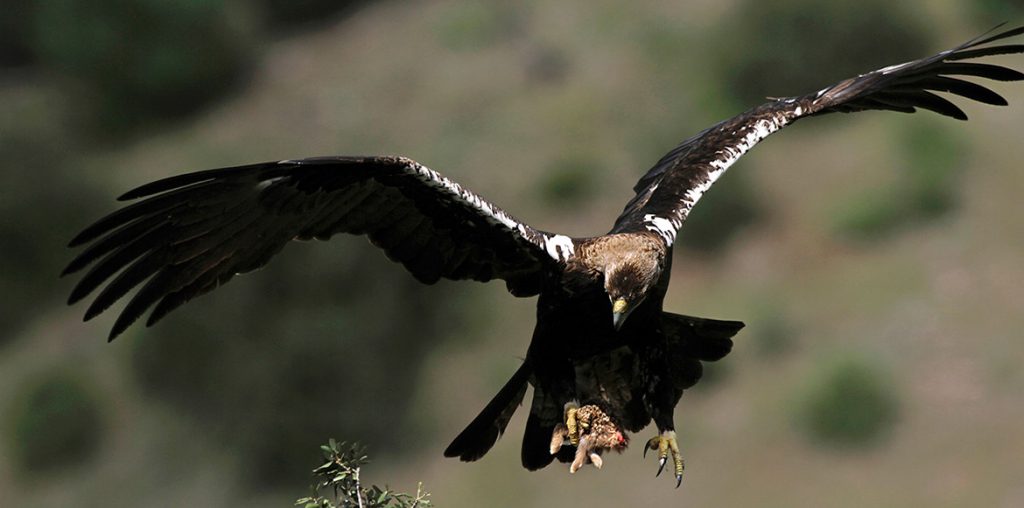 Águila